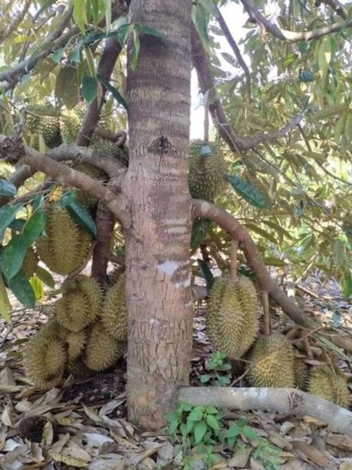 bibit durian jenis bawor kaki 3 unggul Cilegon