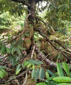 bibit durian jenis bawor kaki 3 unggul Pangkalpinang