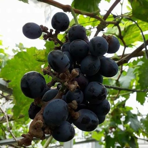 Bibit anggur black panther VALID Mojokerto