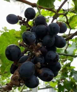 Bibit anggur black panther VALID Pekalongan