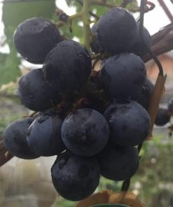Bibit anggur black panther VALID Sulawesi Tenggara