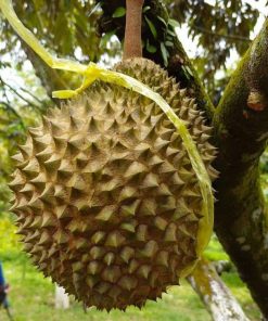 Bibit Durian Musang King Kaki Tiga Kualitas Super Aceh