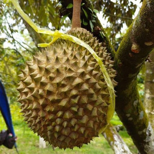 Bibit Durian Musang King Kaki Tiga Kualitas Super Aceh
