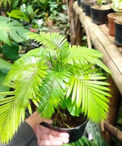 Palem Rotan tanaman hias palem rotan palem mini palem rotan rimbun Sumatra Barat