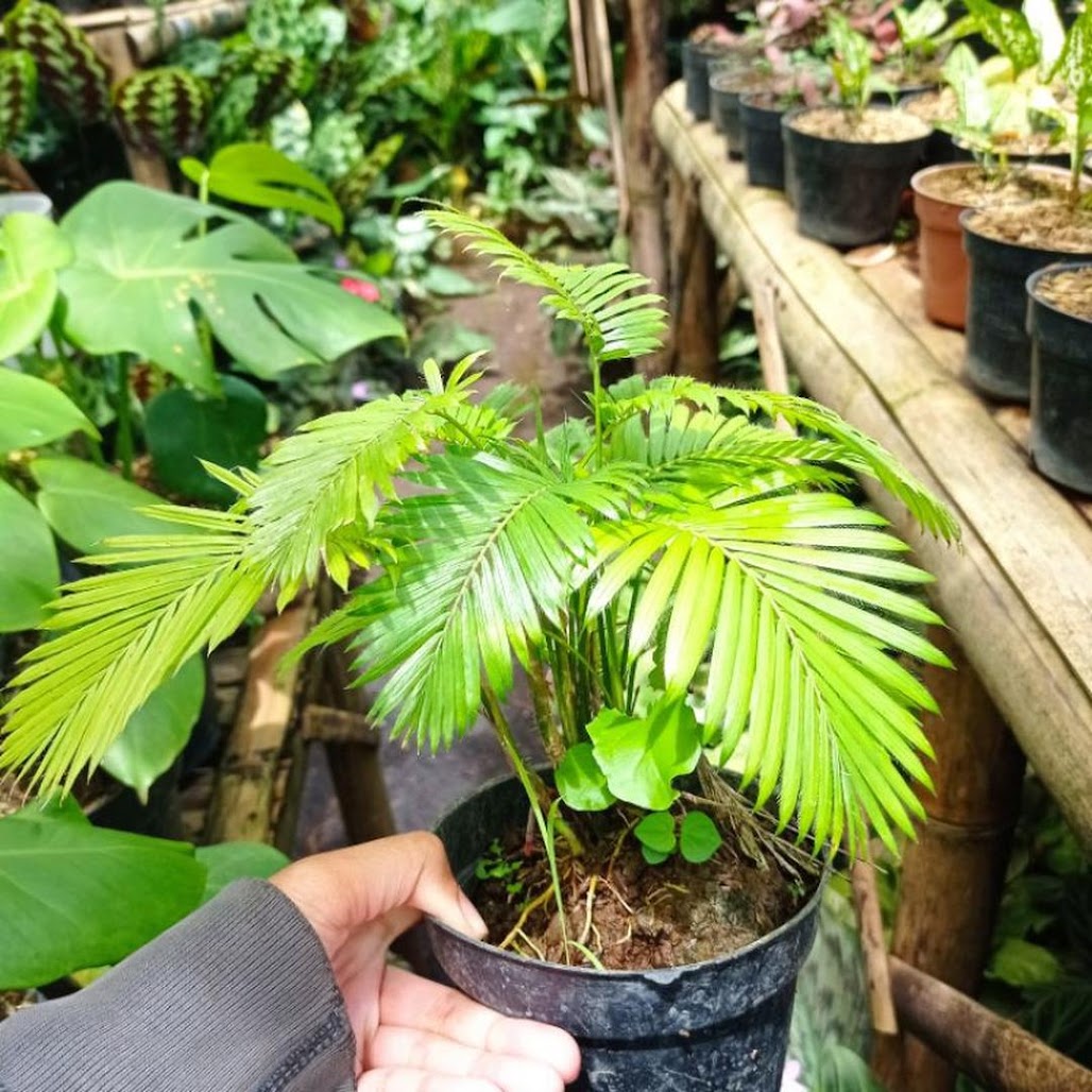 Palem Rotan tanaman hias palem rotan palem mini palem rotan rimbun Tasikmalaya Palem Rotan tanaman hias palem rotan palem mini palem rotan rimbun Tasikmalaya