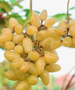 Dijamin VALID Bibit anggur anggur jenis TRANSFIGURASI grafting Aceh