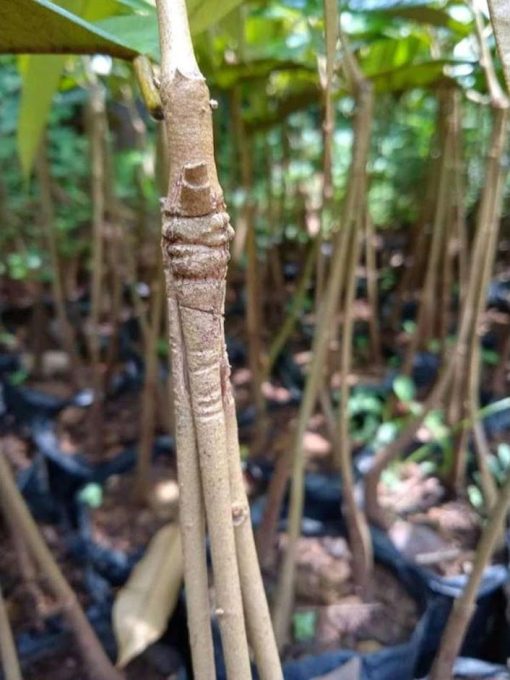 bibit durian duri hitam kaki 3 okulasi cepat berbuah Jambi