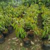 bibit durian montong bawor musang king Padang