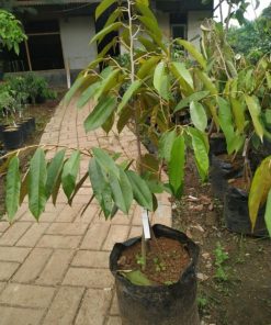 bibit durian montong bawor musang king Lhokseumawe