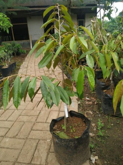 bibit durian montong bawor musang king Lhokseumawe