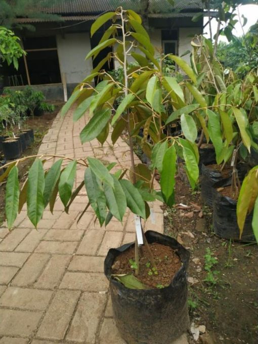 bibit durian montong bawor musang king Ternate