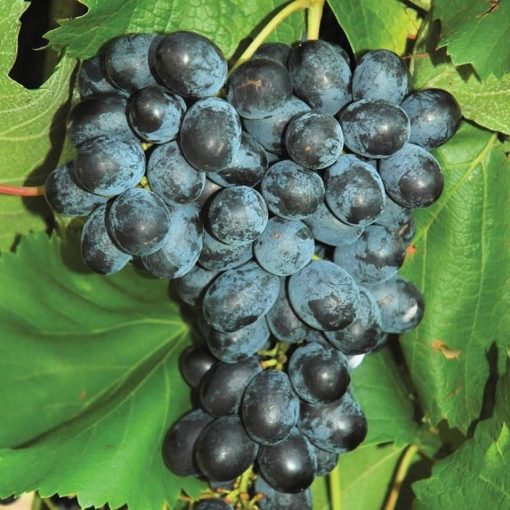 Biit tanaman buah anggur import jupiter seedles bibit anggur stek grafting bibit anggur murah Pangkalpinang