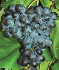 Biit tanaman buah anggur import jupiter seedles bibit anggur stek grafting bibit anggur murah Pematangsiantar