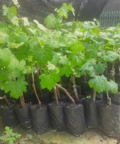Biit tanaman buah anggur import jupiter seedles bibit anggur stek grafting bibit anggur murah Bontang