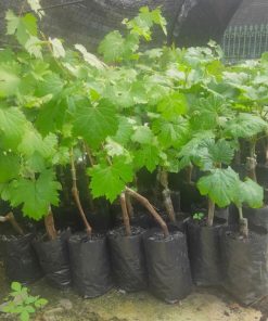 Biit tanaman buah anggur import jupiter seedles bibit anggur stek grafting bibit anggur murah Serang