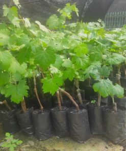 Biit tanaman buah anggur import jupiter seedles bibit anggur stek grafting bibit anggur murah Sulawesi Utara