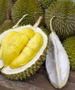 bibit durian musangking kaki 3 okulasi super unggul cepat berbuah Sulawesi Utara