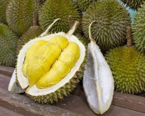 bibit durian musangking kaki 3 okulasi super unggul cepat berbuah Sulawesi Utara
