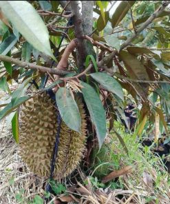 bibit durian montong bisa berbuah dalam pot Maluku