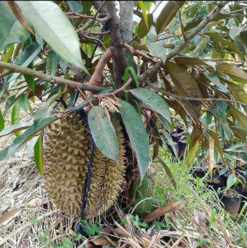 bibit durian montong bisa berbuah dalam pot Maluku