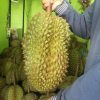 BIBIT DURIAN MONTONG BISA BERBUAH DALAM POT Banjarbaru
