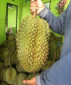 bibit durian montong bisa berbuah dalam pot Jakarta