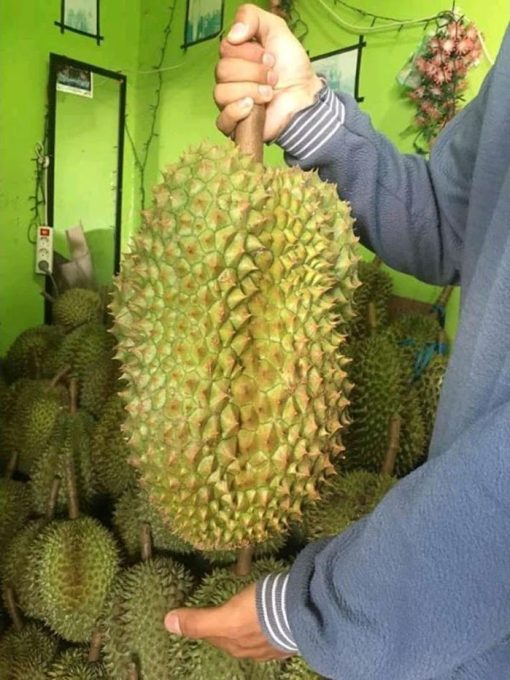 bibit durian montong bisa berbuah dalam pot Jakarta