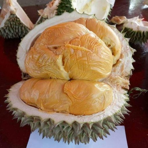 bibit durian duri hitam oche tambulapot Jawa Barat