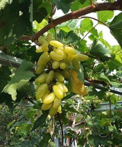 Bibit anggur import banana VALID Banten