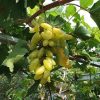 Bibit anggur import banana VALID Yogyakarta