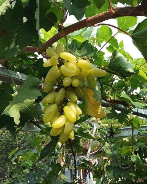 Bibit anggur import banana VALID Sumatra Selatan
