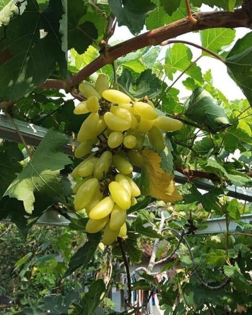 Bibit anggur import banana VALID Yogyakarta