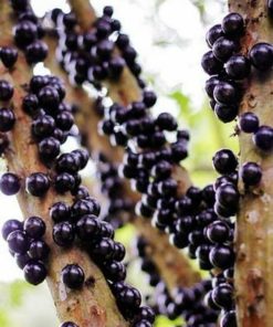 Bibit Tanaman Buah Anggur Pohon Brazil Pontianak