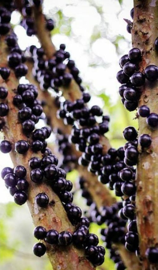 Bibit Tanaman Buah Anggur Pohon Brazil Tidore Kepulauan