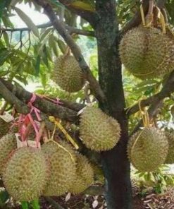 bibit durian montong kaki 3 okulasi Jambi