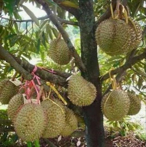 bibit durian montong kaki 3 okulasi Jambi