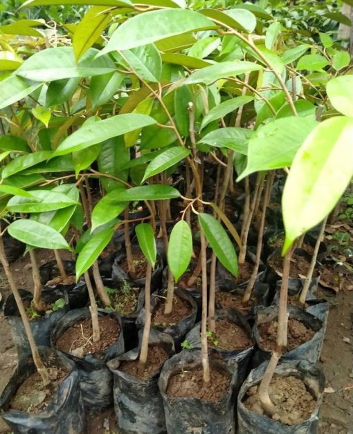 bibit durian duri hitam okulasi Kalimantan Timur