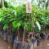 bibit tanaman buah durian musangking super Tual