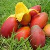 Bibit tanaman mangga king yuen super original Kalimantan Tengah