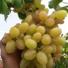 bibit anggur import transfiguration harga promo Sumatra Barat