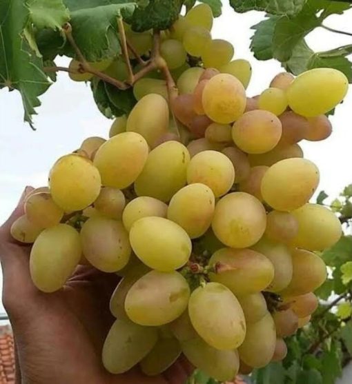 bibit anggur import transfiguration harga promo Sumatra Barat
