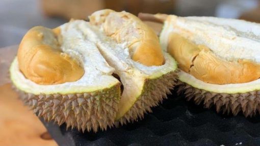 tanaman bibit buah durian musangking kaki 3 okulasi cepat berbuah Samarinda
