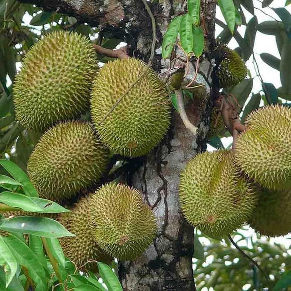 Gambar Produk tanaman bibit buah durian musangking kaki 3 okulasi cepat berbuah Kalimantan Utara
