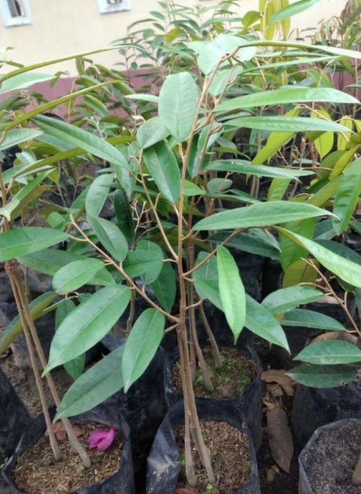 Gambar Produk tanaman bibit buah durian musangking kaki 3 okulasi cepat berbuah Maluku Utara