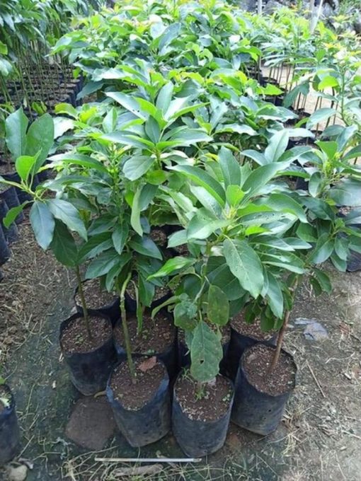 bibit alpokat markos Bangka Belitung