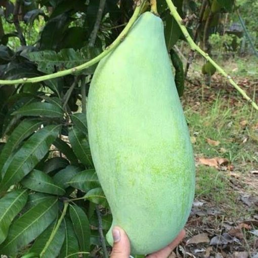 bibit buah mangga mahatir okulasi cepat berbuah Mojokerto