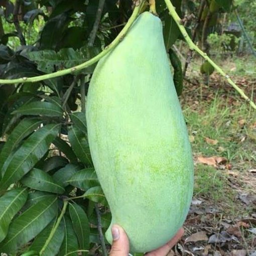 bibit buah mangga mahatir okulasi cepat berbuah Banjarbaru