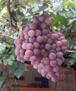 bibit anggur import ninel berkualitas Sumatra Barat