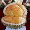 bibit tanaman durian oche duri hitam Aceh