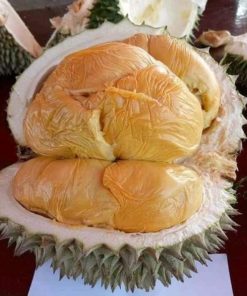 bibit tanaman durian oche duri hitam Aceh